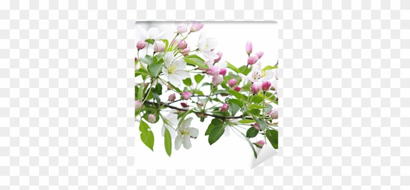 Branche Pommier En Fleur #1018522