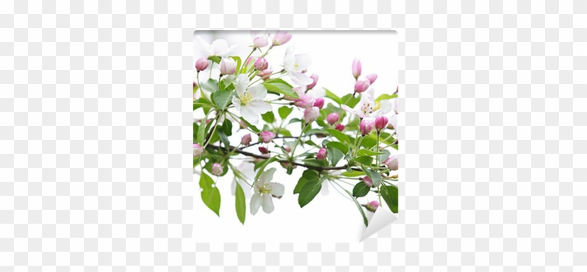 Branche Pommier En Fleur #1018522