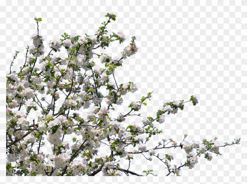 Tree, Flowers, Cherry, Apple, Isolated, Png - Tree With Flowers Png #1018530