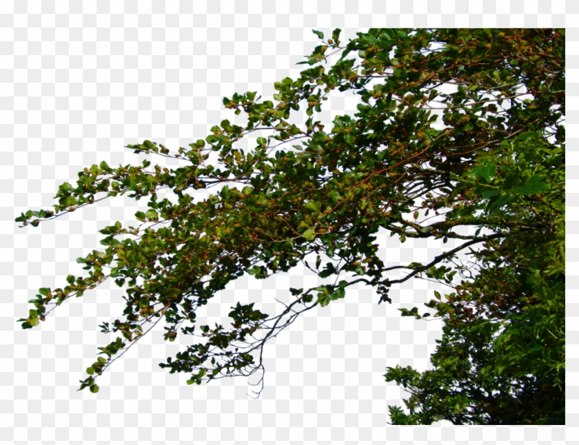 Hanging Leafy Branches Png - Hanging Leafy Branches Png #1018560
