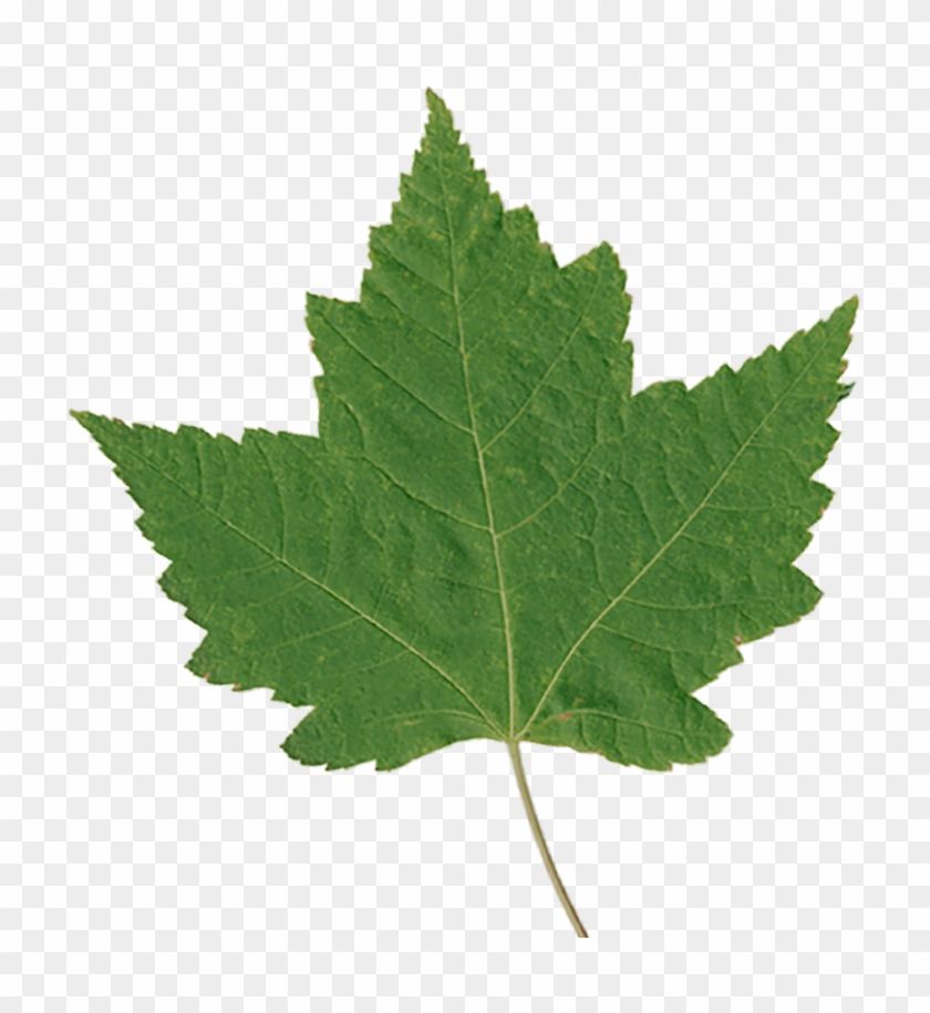 Green Maple Leaf - Hoja Gif Animado #1018571