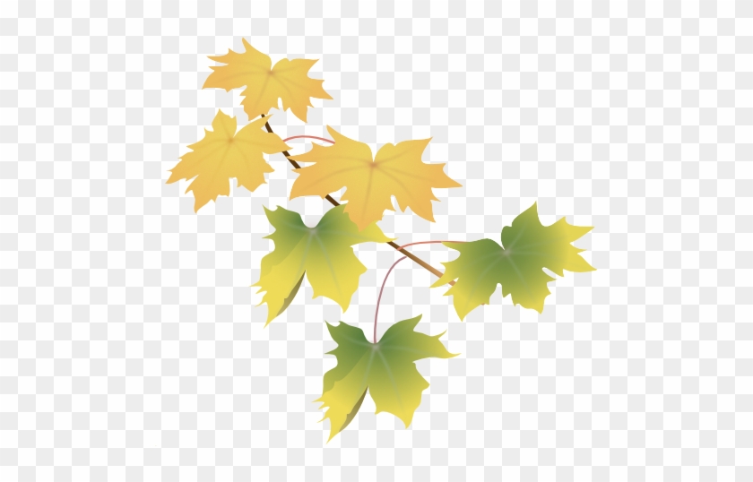 Leaves Green - Maple Leaf #1018593