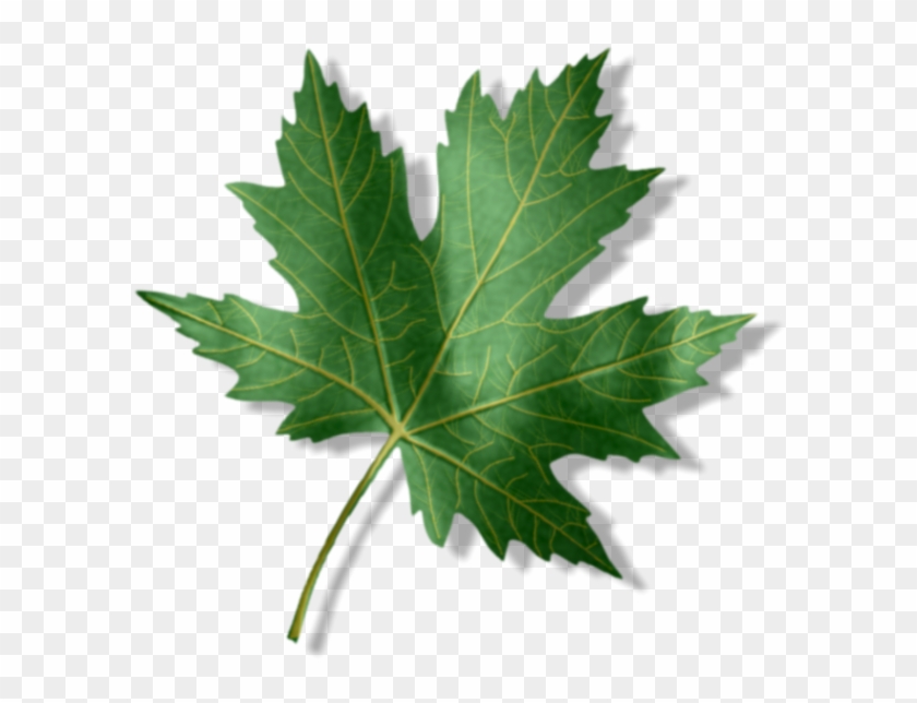 1st Place - - Maple Leaf #1018595