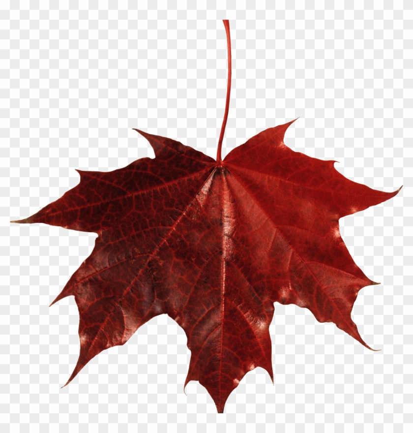 Download Free Transparent Png Image - Maple Leaf Transparent Background #1018611
