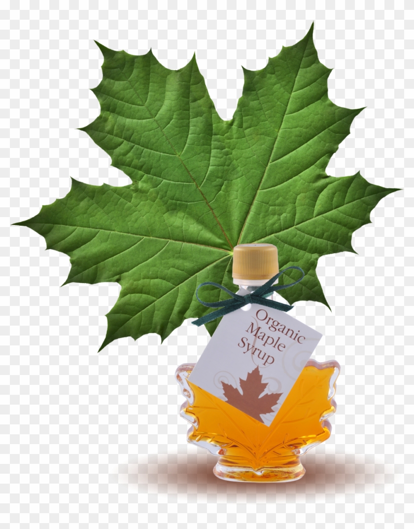 100% Pure Organic Maple Syrup Maple Leaf Bottle - Green Maple Leaf #1018616