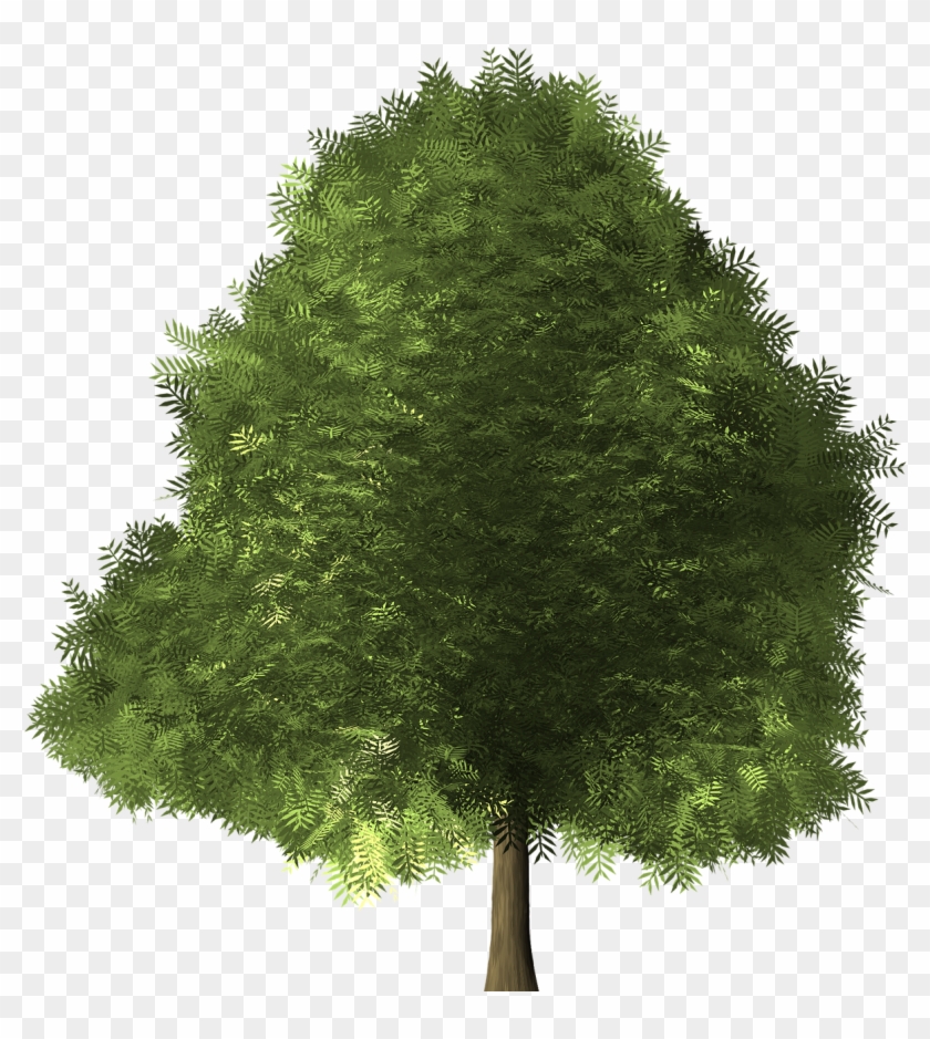 Maple Tree Maple Tree Green Png Image - Broad Leaved Tree #1018630