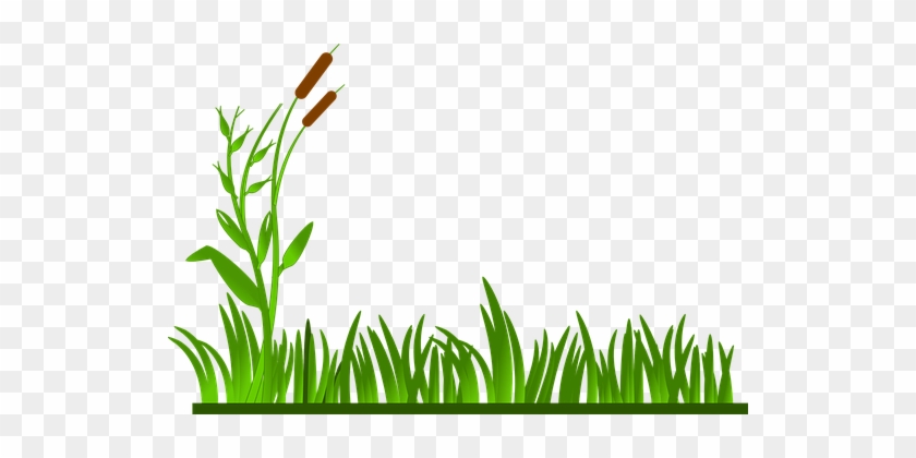 Grass Lawn Green Cat O' Nine Tails Plants - Grass Border Clipart #1018718