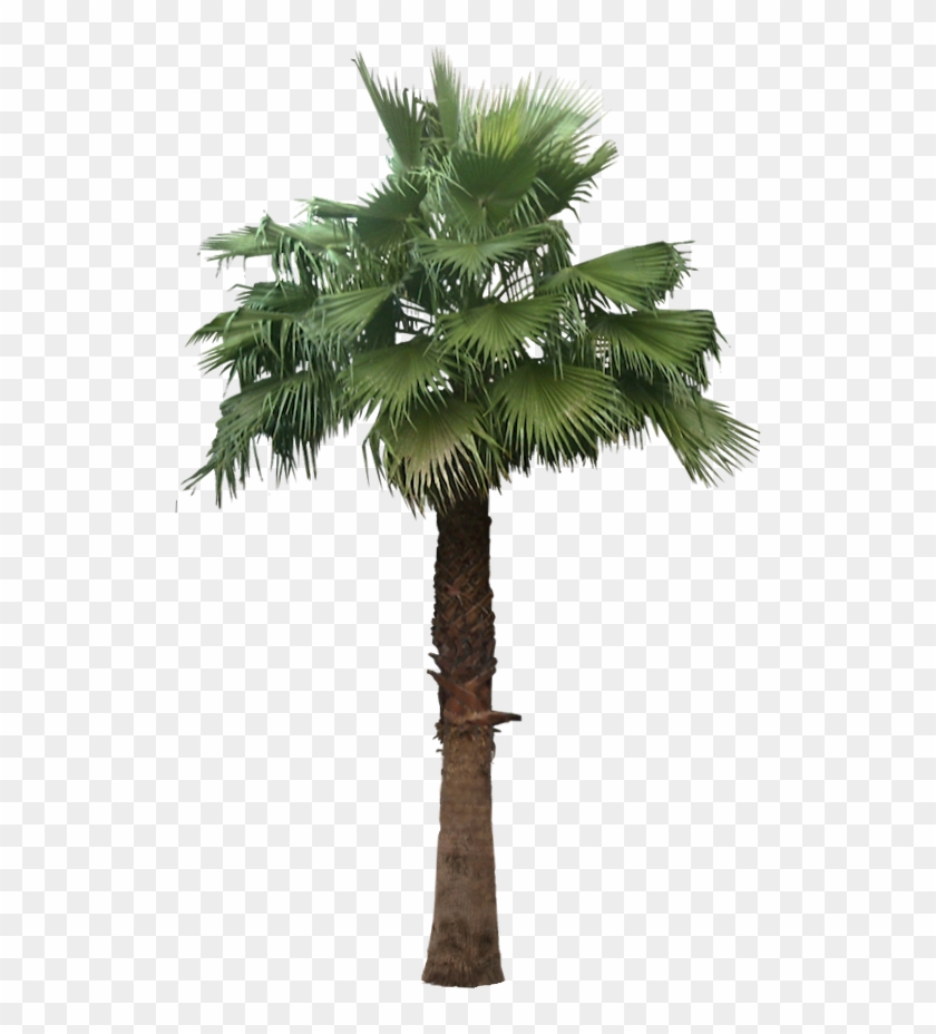 Large Preview Of 3d Model Of Trachycarpus Fortunei - Washingtonia Palm Png #1018756