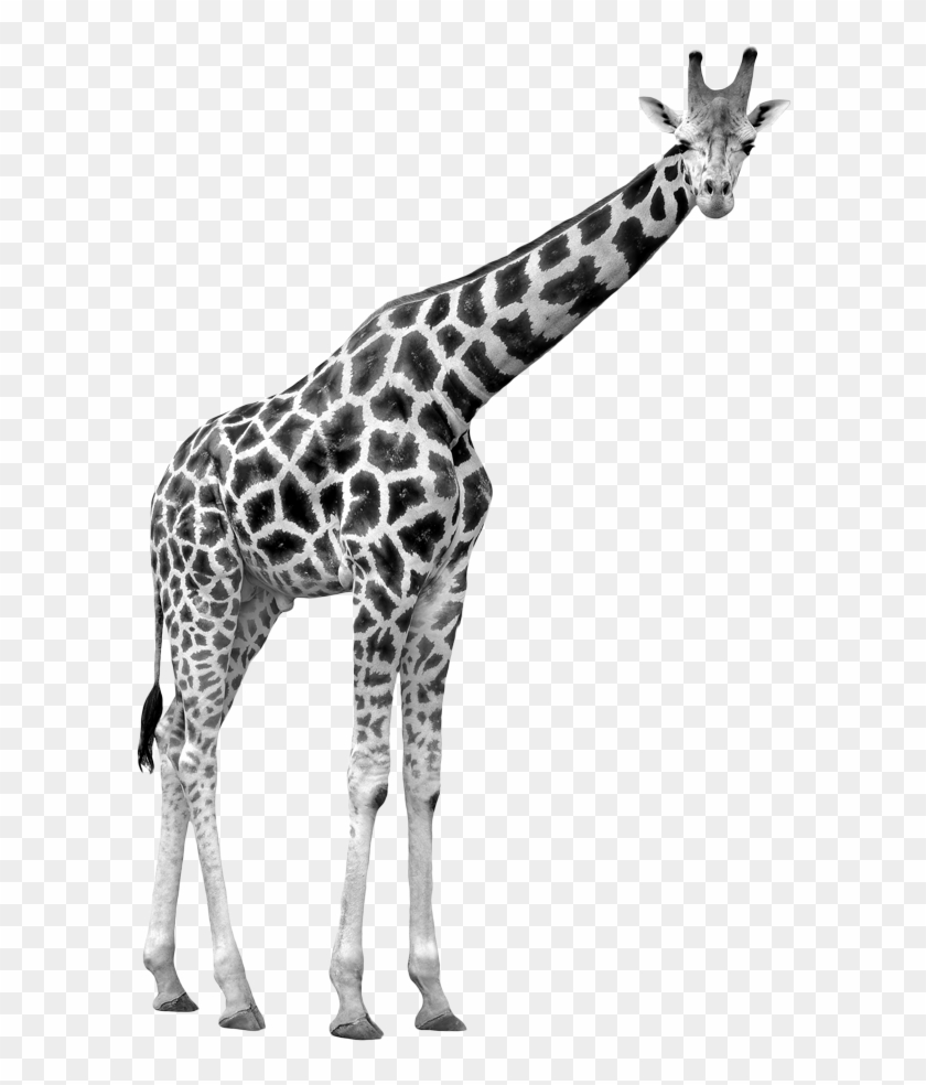 Tallest Animal #1018757