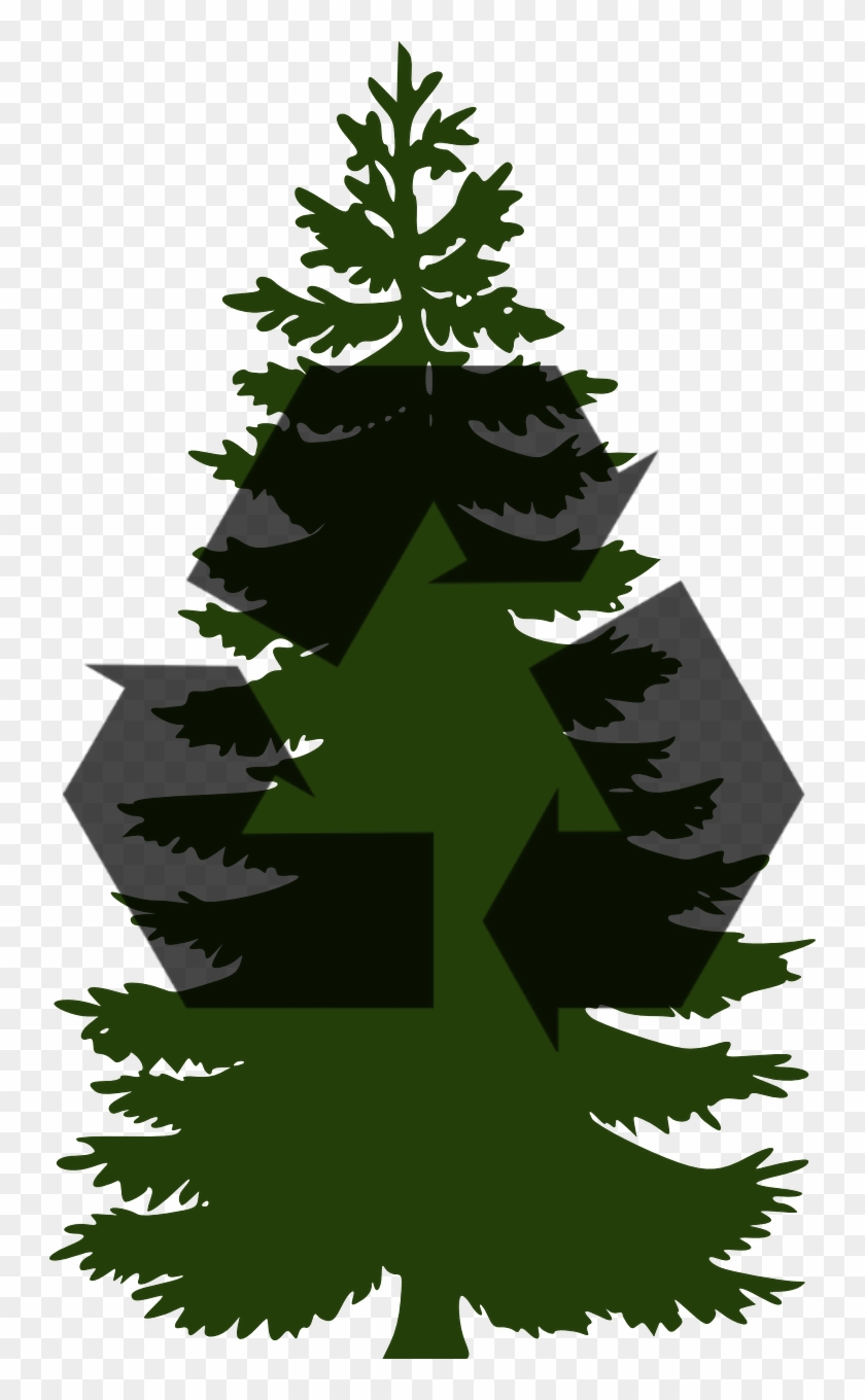 Pine Tree Clip Art #1018812