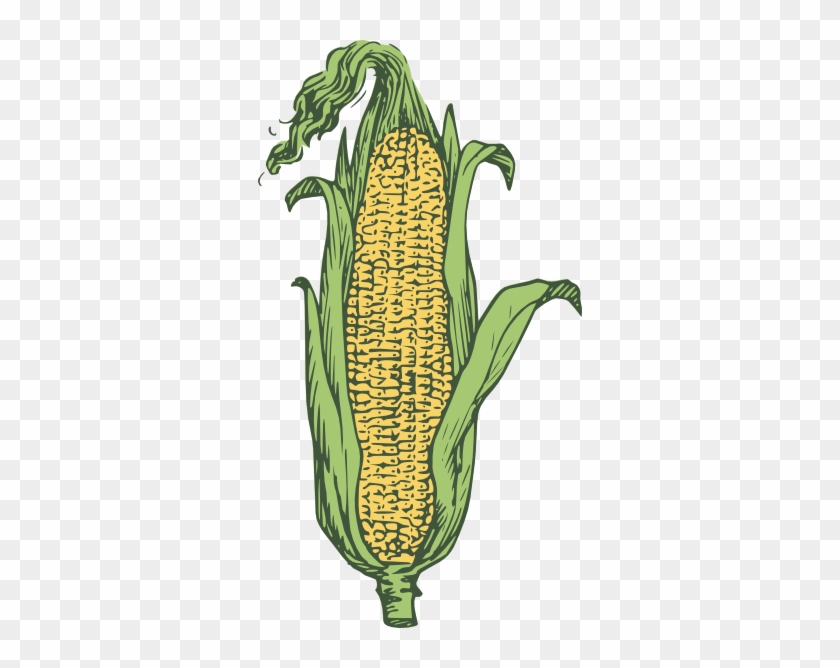Corn Clip Art At Vector Clip Art Free 2 Clipartbold - Drawing Ear Of Corn #1019167