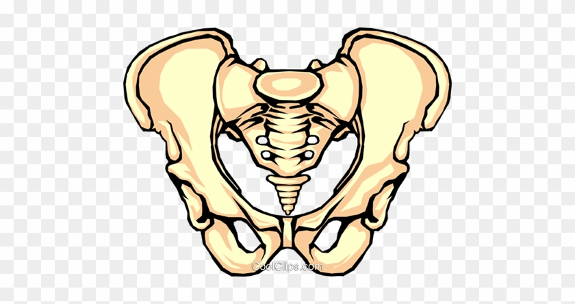 Pelvis Bone Royalty Free Vector Clip Art Illustration - Bone In Your Butt #1019309