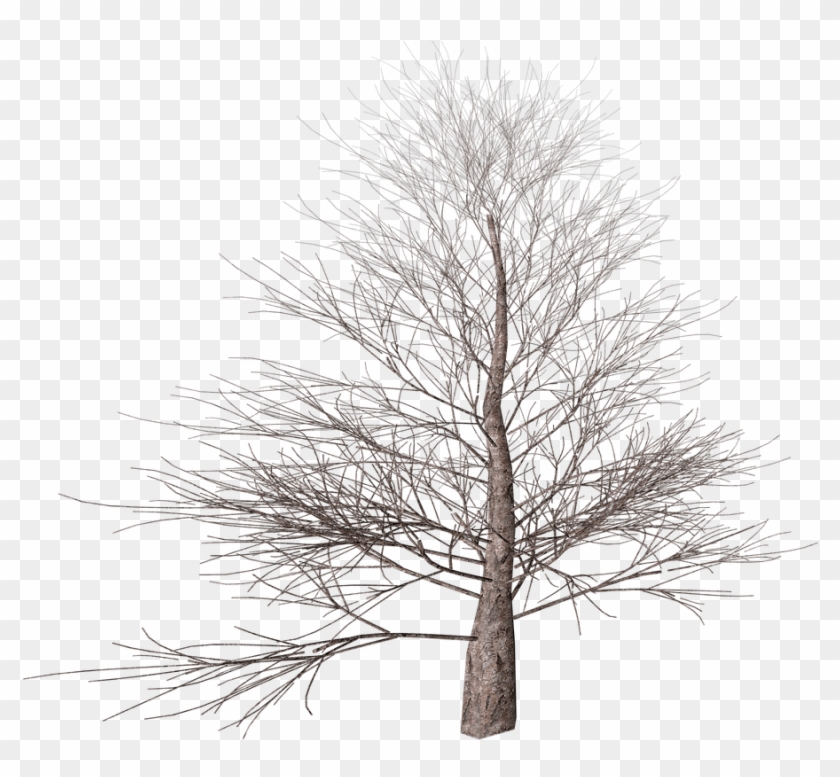 Winter Tree Transparent Png - Pond Pine #1019449