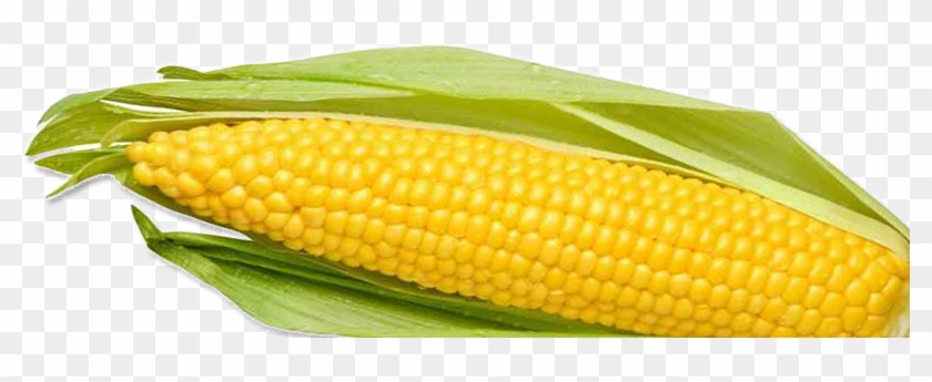 Images Of Corn - Corn On The Cob Png #1019506