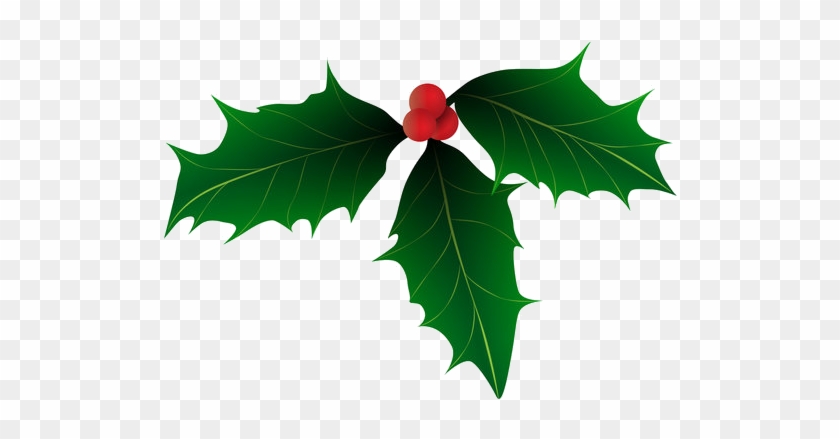 Holly-521x370 - Christmas Holly Vector Art Free #1019834