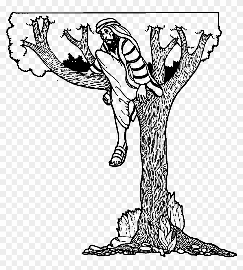 Fig Fruit Coloring Page - Zacchaeus The Tax Collector #1020561