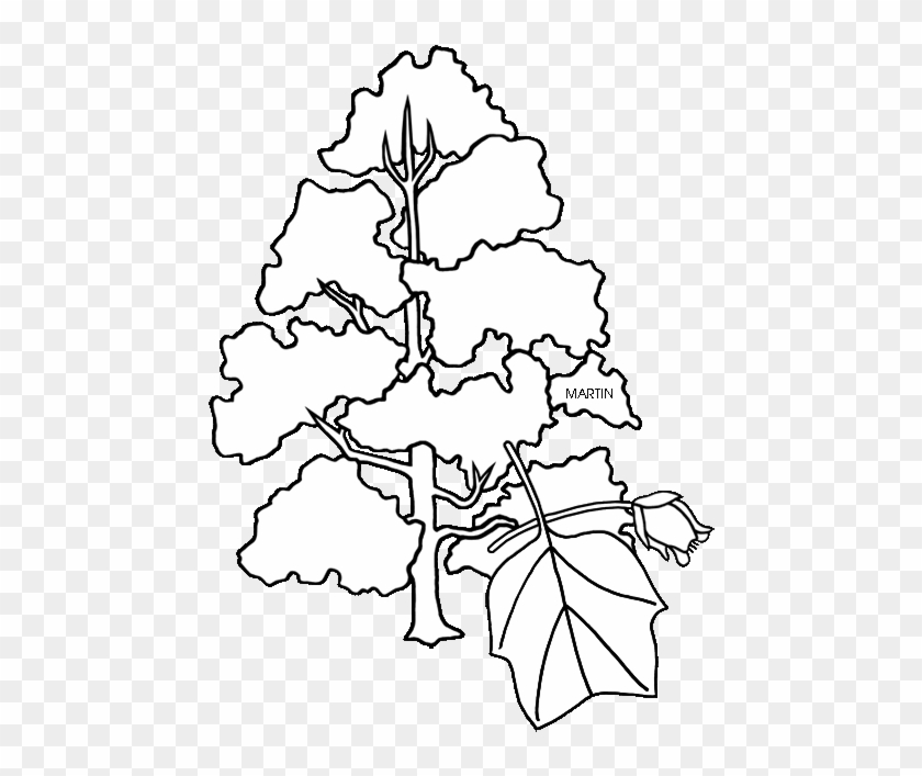 Ky Tulip Tree Clipart - Tennessee State Tree Coloring Page #1020564