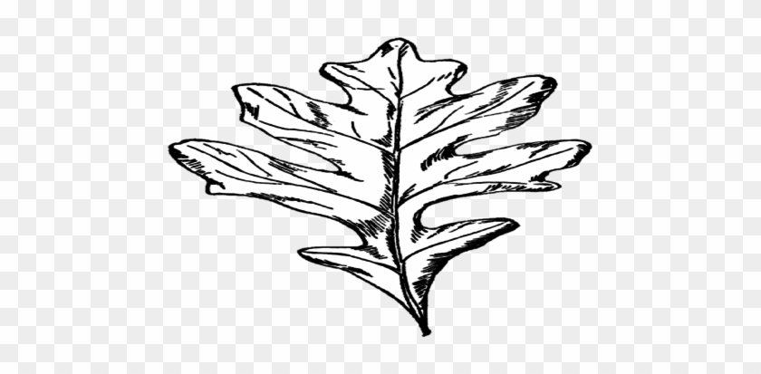 Model Train Christmas Tree Models Ornaments S Coloring - White Oak Leaf Clip Art #1020570