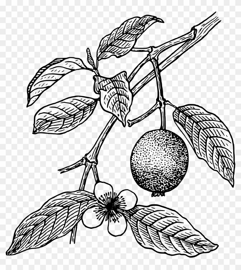 Guava Fruits Coloring Pages For Kids Unique Guavas - Guava Tree Drawing #1020590