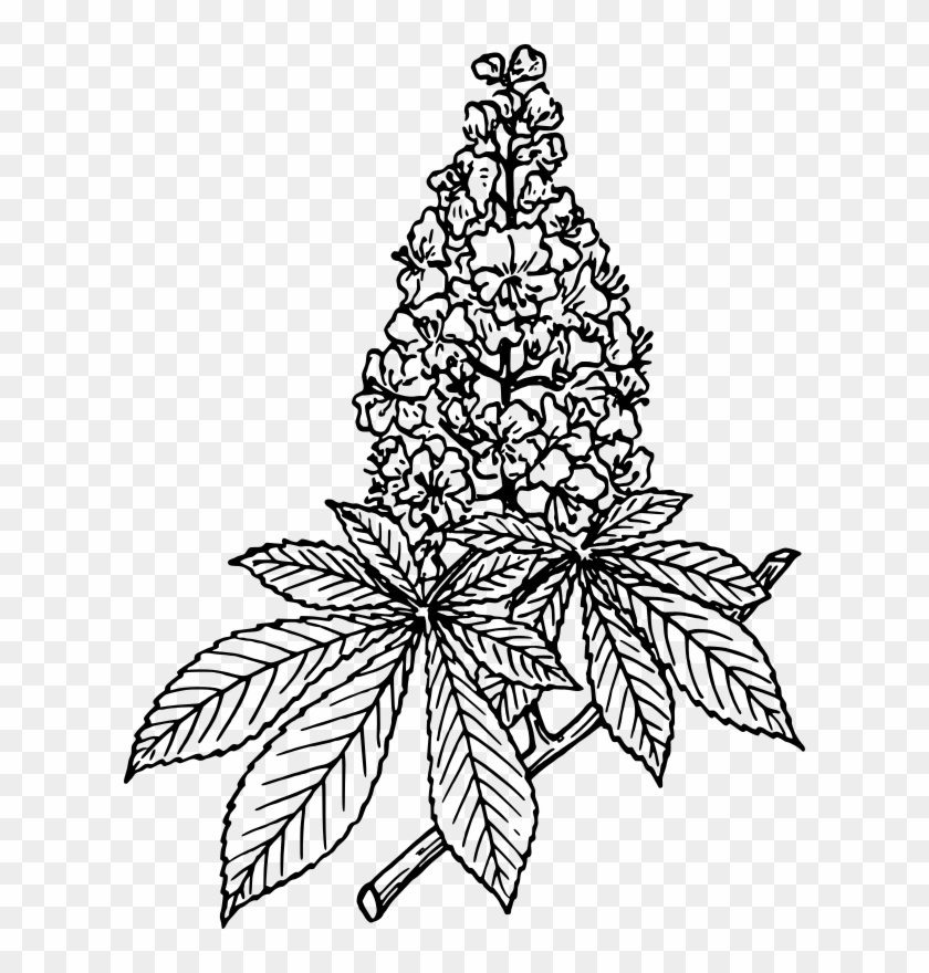 Chestnut Tree Leaf Coloring Pages - Horse Chestnut #1020597