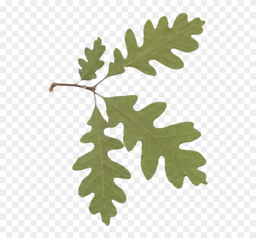 Picture Of Oak Leaves Clipart Best Sxdbow Clipart - Oak Leaves Transparent Background #1020605