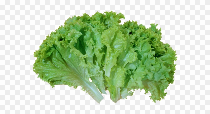 Lettuce Clipart Image - Lettuces Clipart #1020608