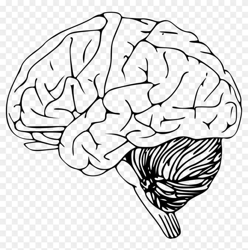 Real Brain Transparent Png - Brain Outline #1020816