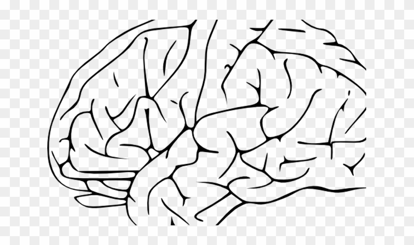 Line Drawing Brain Line - Transparent Background Brain Clipart #1020831