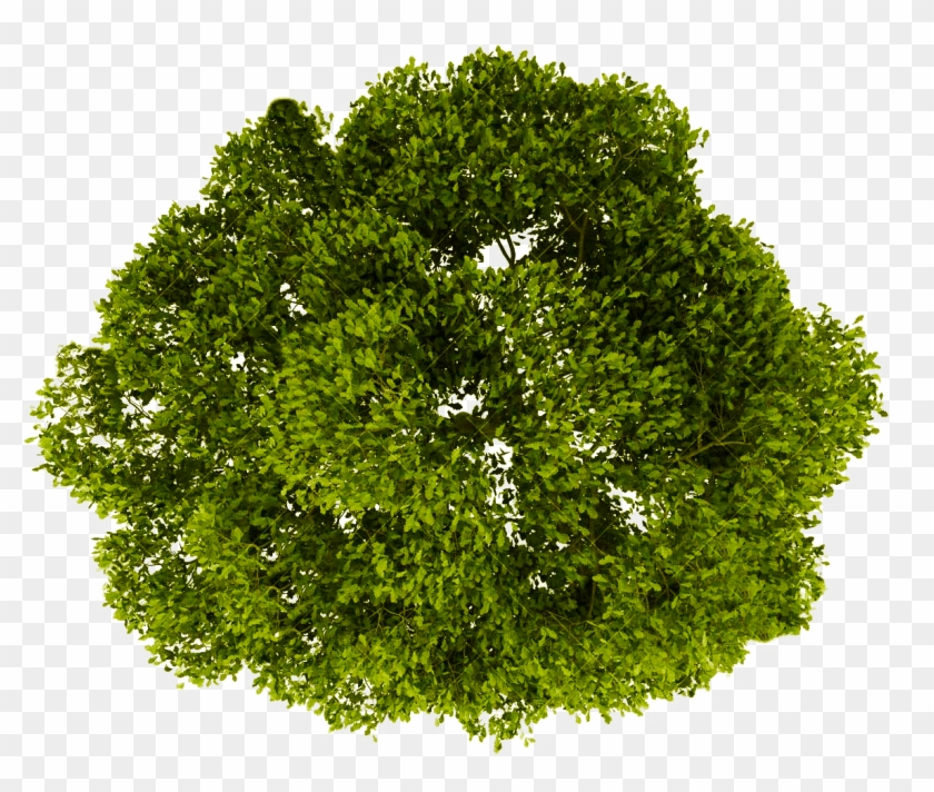 Top View Tree Png #1020916