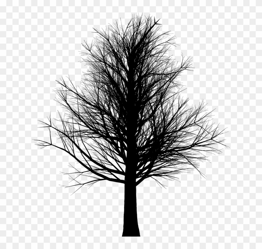 Arbol Sin Hojas Silueta Png #1020956