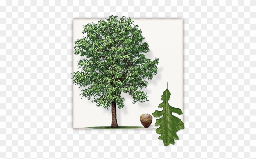 Bur Oak Tree - Does A Oak Tree Look Like #1020972
