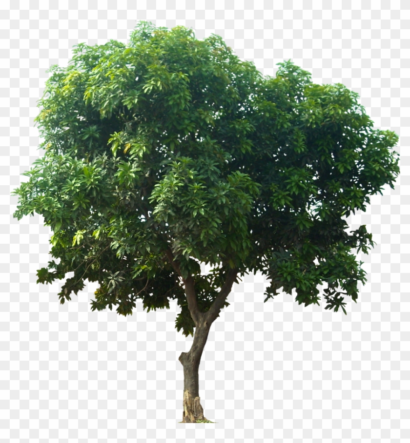 The Oak Tree, Png V - Mango Tree Cut Out #1020979