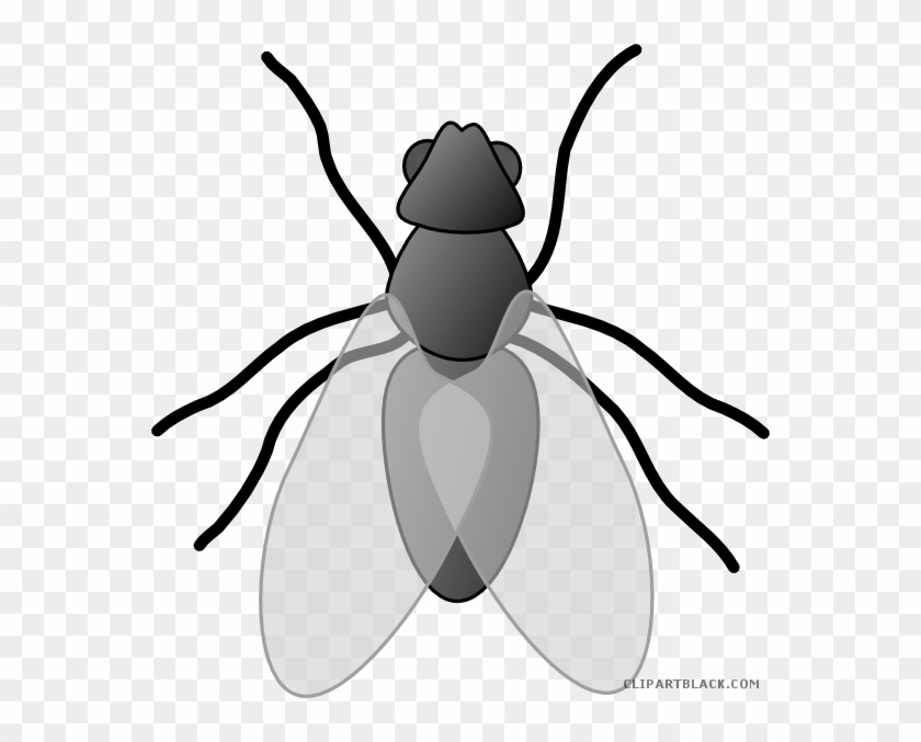 Insect Bug Animal Free Black White Clipart Images Clipartblack - Insect Clipart #1021157