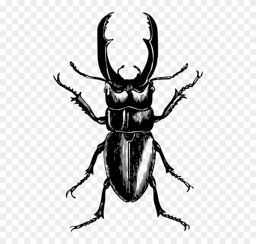 Pin Bugs Clipart Black And White - Beetle Vector #1021236