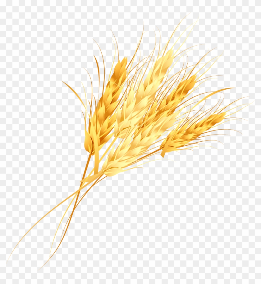 Cereal Germ Golden Rice - Wheat Vector Free #1021340
