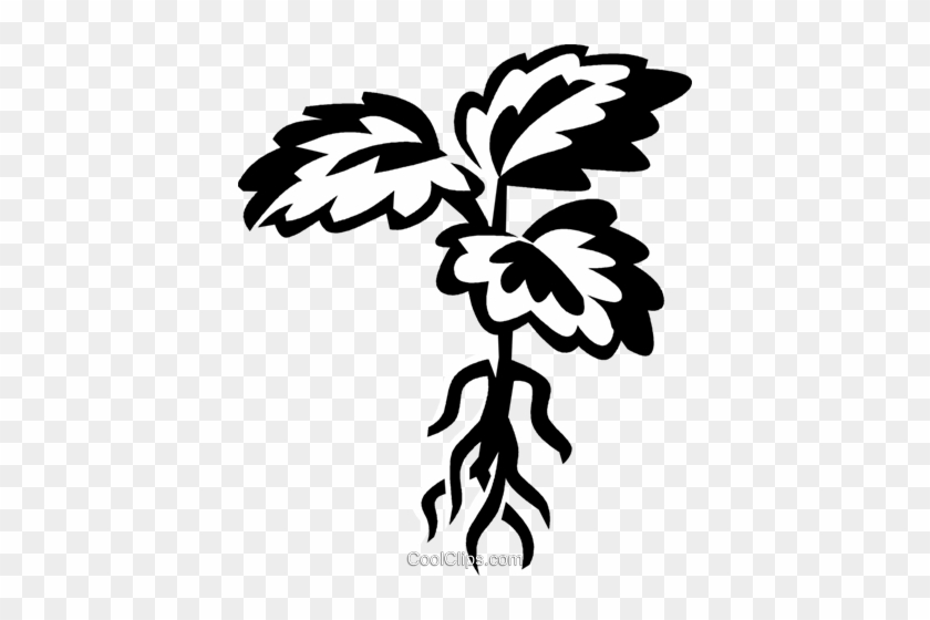 Plant With Roots - Clip Art #1021592