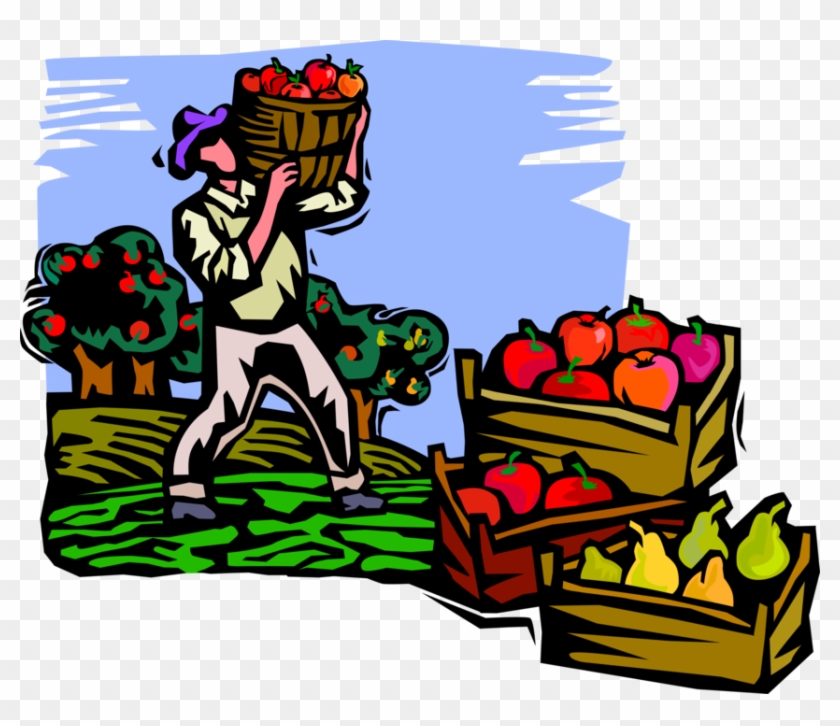 Vector Illustration Of Apple Orchard Worker Picking - Fruit Picking #1021974