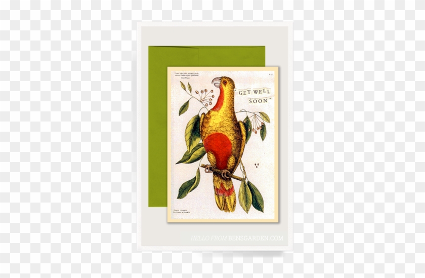 Get Well Parrot Folded Greeting Card // Min - Supplier Generic Paradise Parrot Canvas Art - Mark #1022128