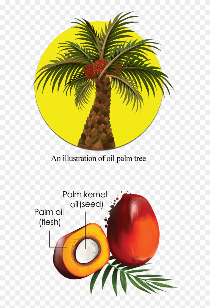Cross Section Of An Oil Palm Fruit - Oil Palm Tree #1022194
