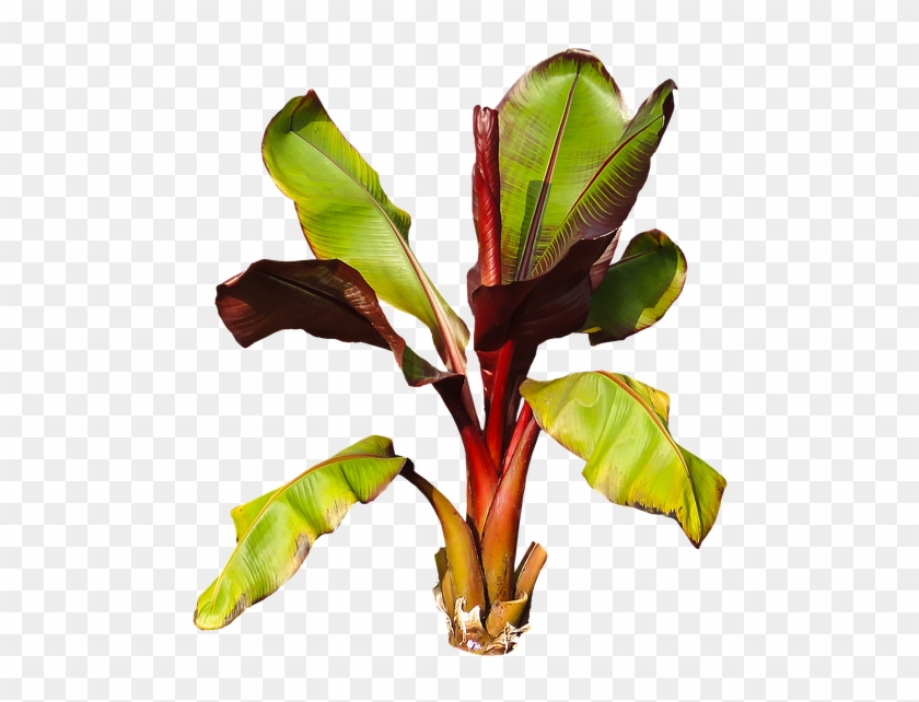 Nature, Plant, Banana, Banana Shrub, Leaves Perennial - Plantain #1022235