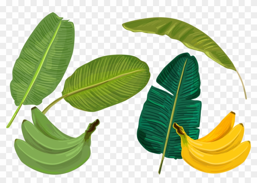 Banana Leaf - Palm Leaves - Free Vector Banana Leaf #1022293