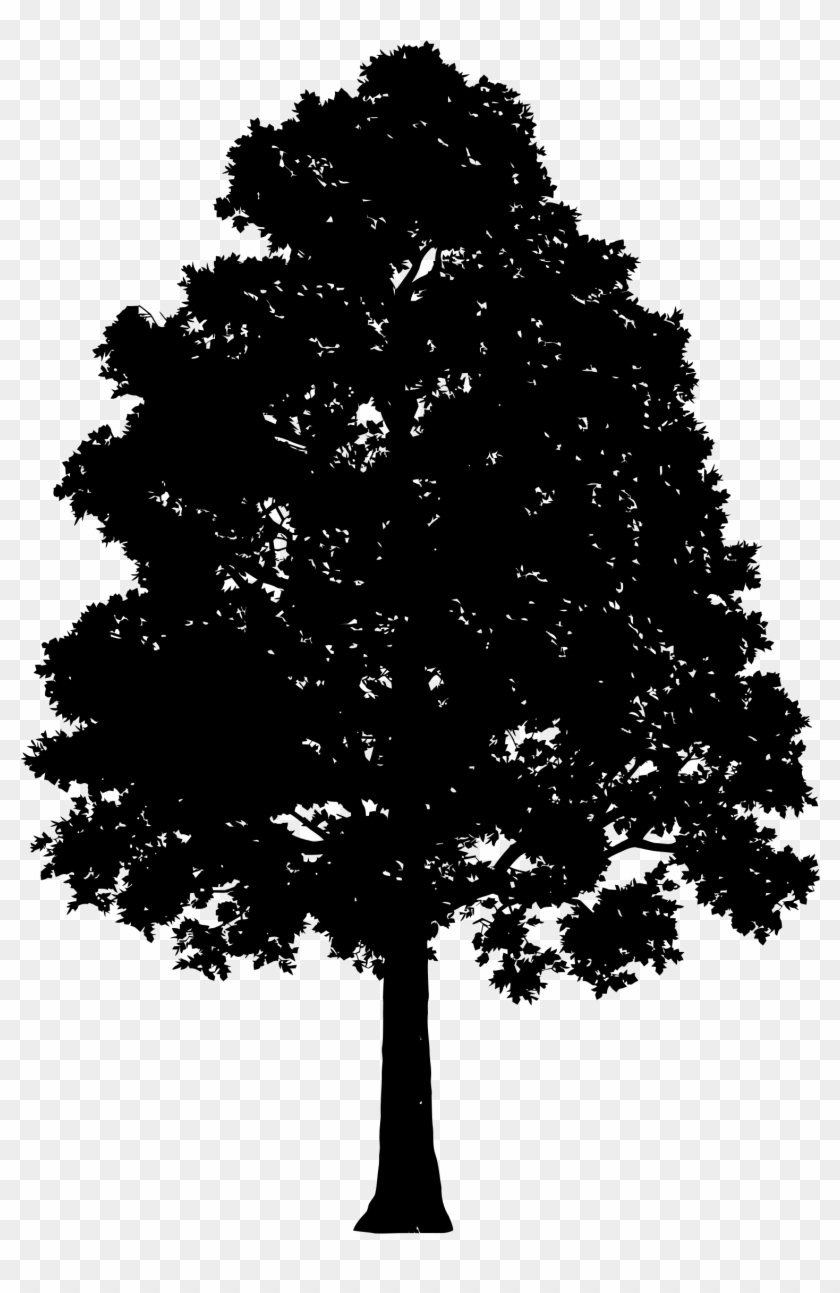 Silhouette Of A Tree #1022311