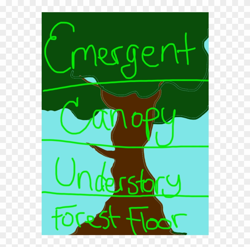 •the Highest Level Of The Rainforest, Is The Emergent - Rainforest Layers Clipart #1022466