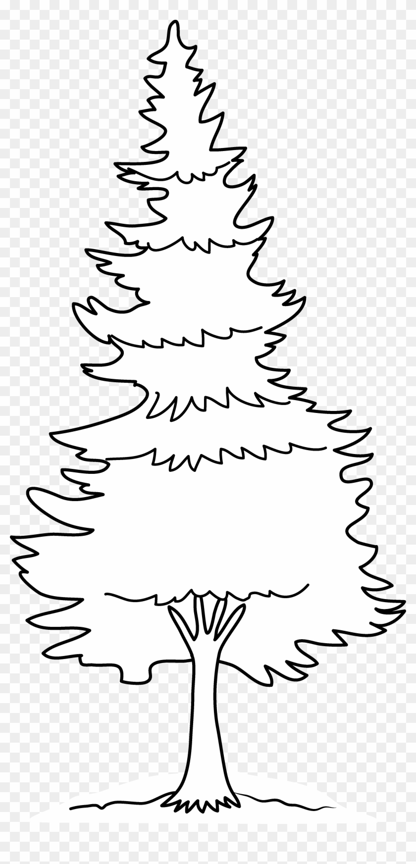 Pine Tree Coloring Page Free Clip Art - Pine #1023002
