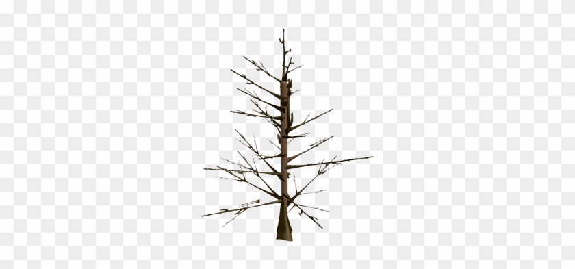 Tree - Pine #1023024