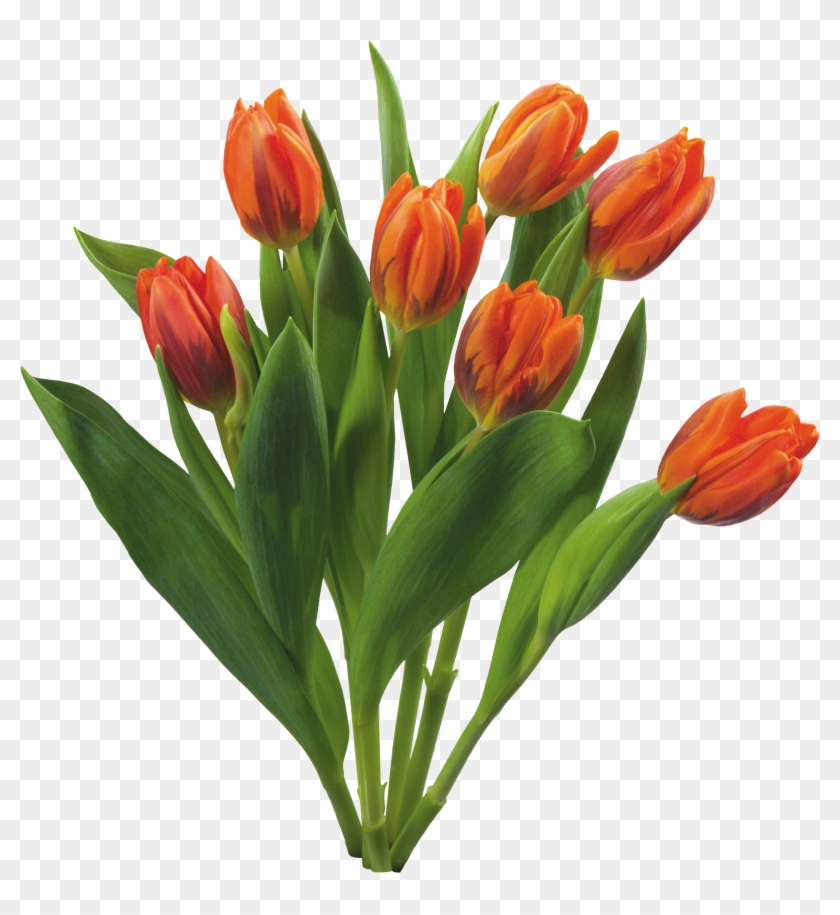 Bouquet Flowers Png - Free Tulips Png #1023485