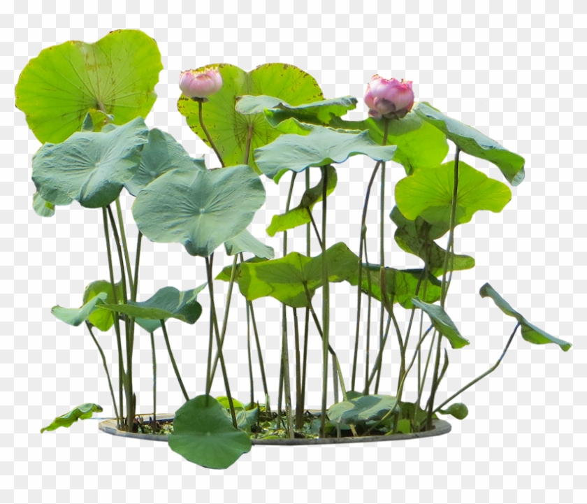 10 Free Plants & Flowers Png Images- At Dzzyn - Aquatic Plants Png #1023509