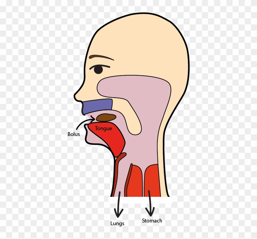 The Travel Space Of The Food Bolus Before The Swallowing - Swallowing Food Clipart #1023605