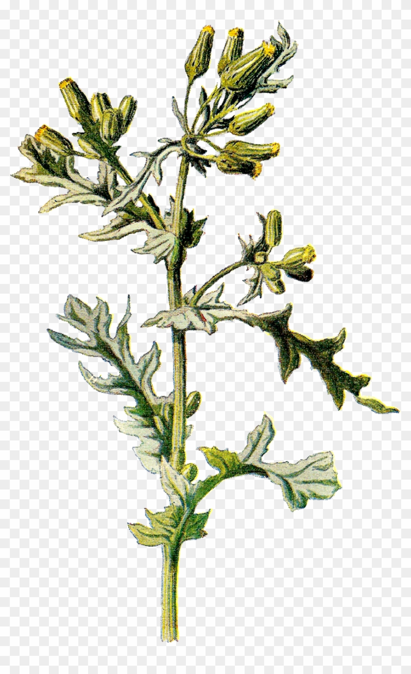 This Is A Pretty Digital Wildflower Graphic Of The - Antique Print Of C1890 Botanical Groundsel Plant Colour #1024013