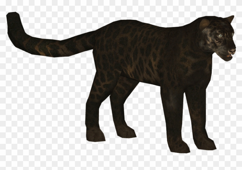 Critically Endangered Amur Leopards Born At Prague - Jaguar #1024474